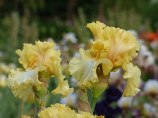 Shandygaff Tall Bearded Iris