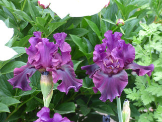 Silken Trim Tall Bearded Iris