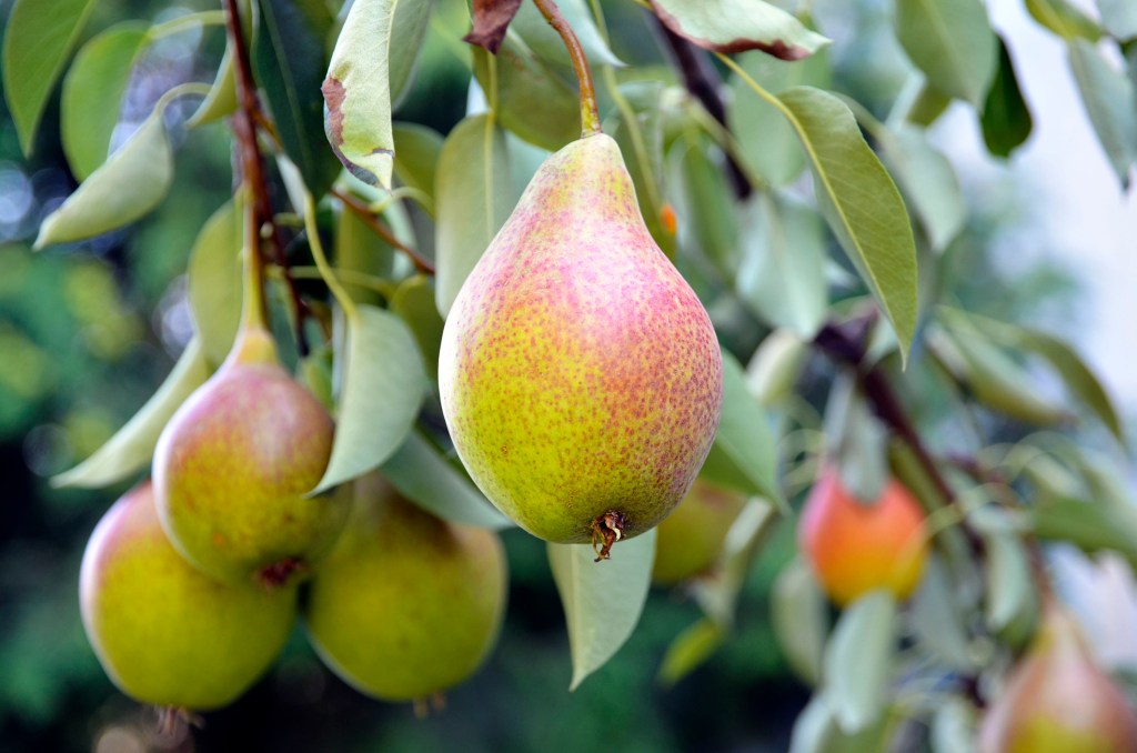 Fuzzy Pear (Pyrus calleryana)