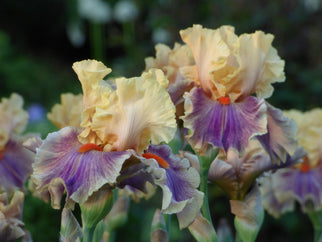 Smith Rock Tall Bearded Iris