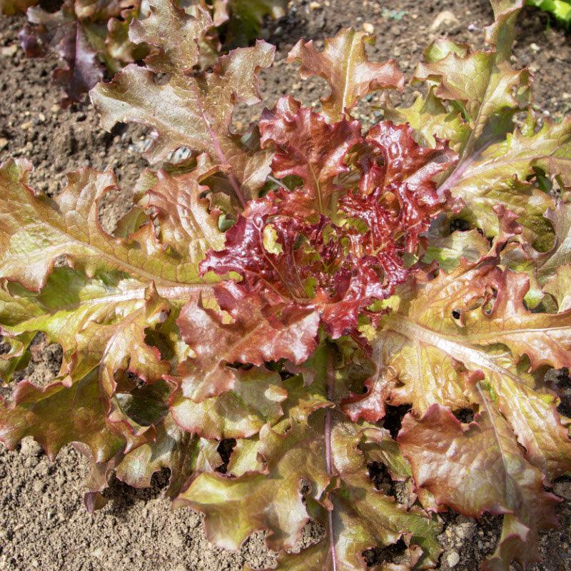 Red Sails Lettuce Seeds Heirloom Non-GMO High Germination Organic Garden Seeds