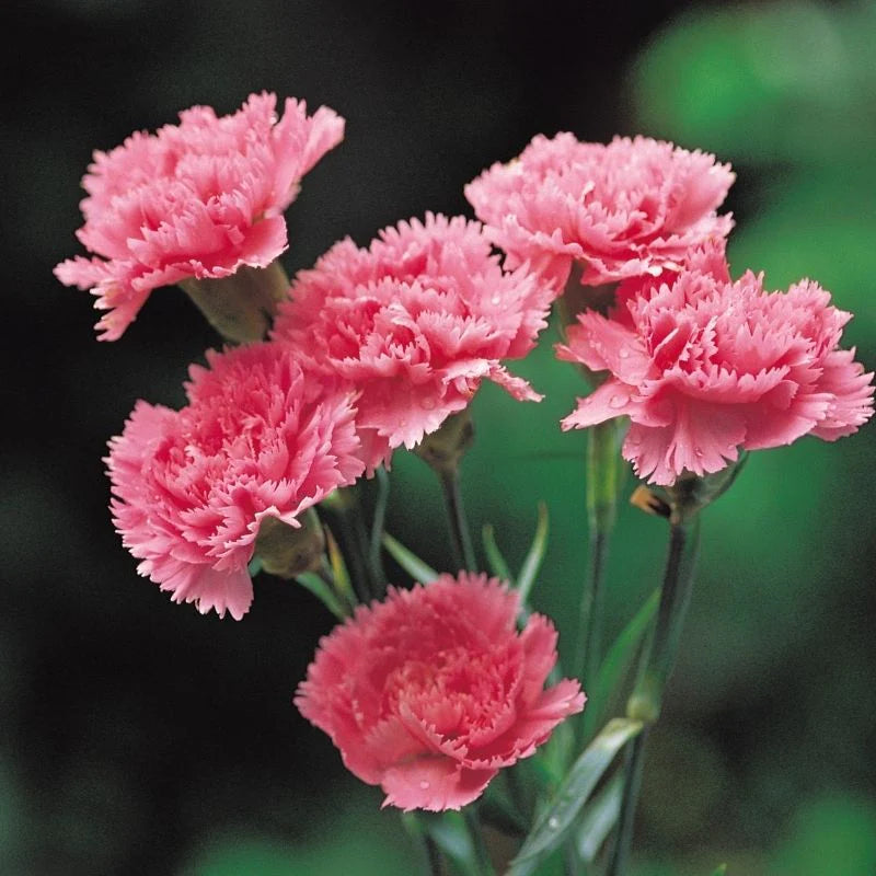 Carnation Dianthus Caryophyllus Pink Flower Seeds for Planting