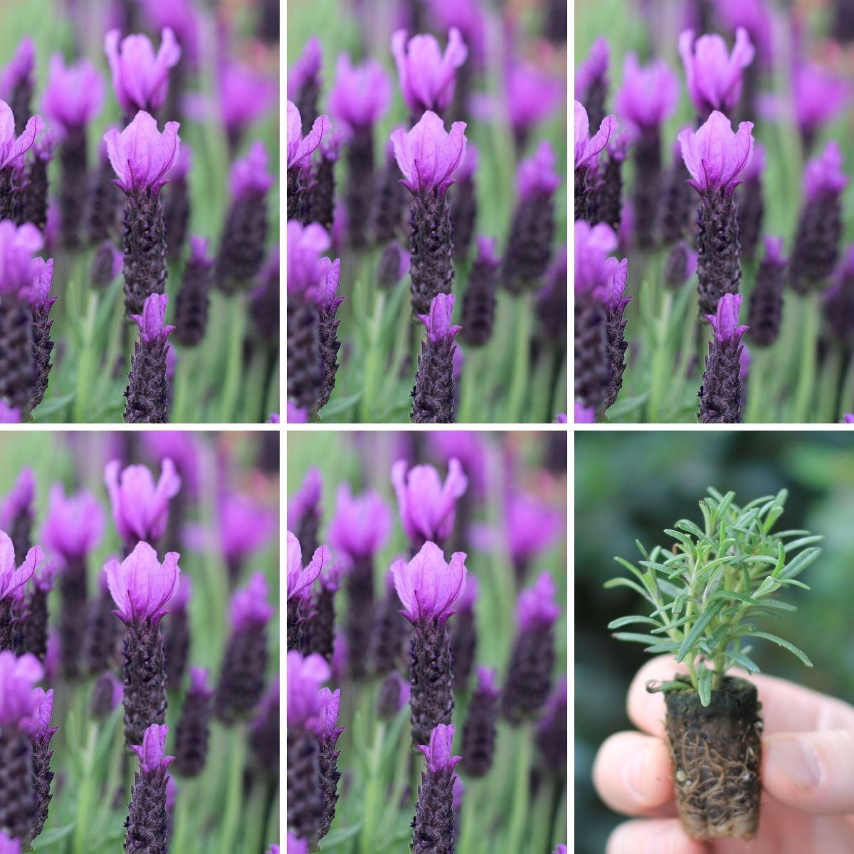 Lavender Forte Deep Purple Seeds