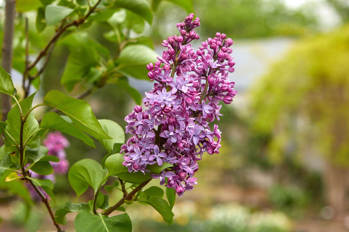 Lilli Syringa Linn Oleaceae Flower Seeds For Planting and Gardening