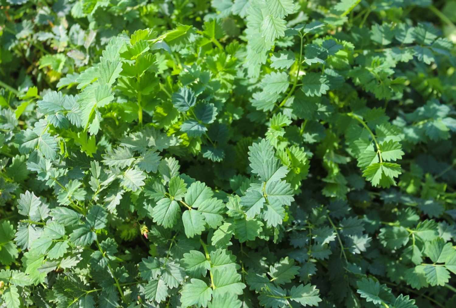 Salad Burnet - Herb Seed