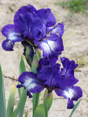 Starwoman Intermediate Iris