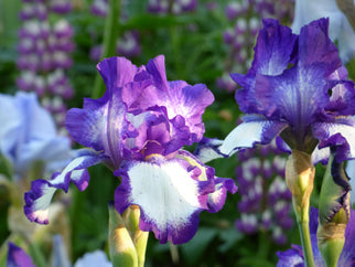 Stepping Out Tall Bearded Iris