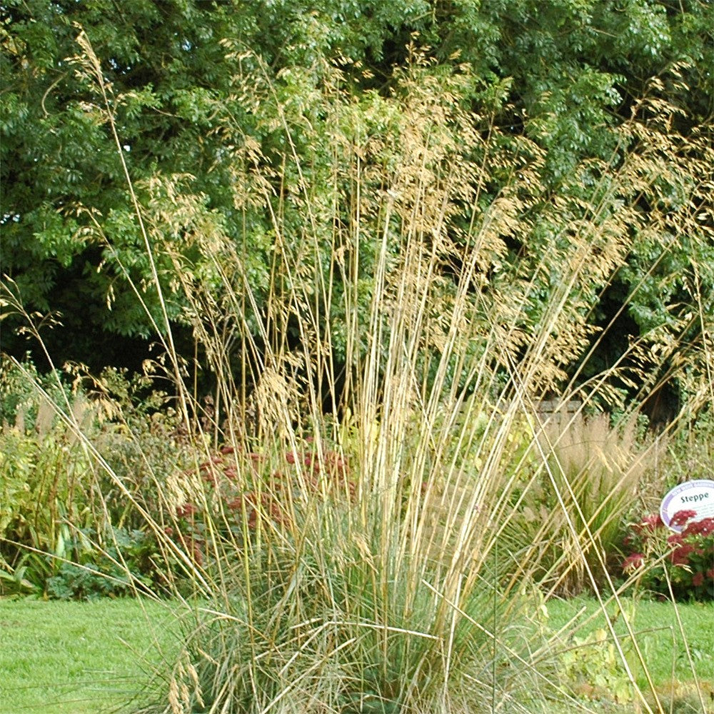 Grass - Giant Feather seeds