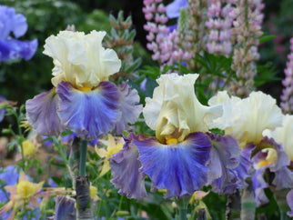 Style Traveller Tall Bearded Iris