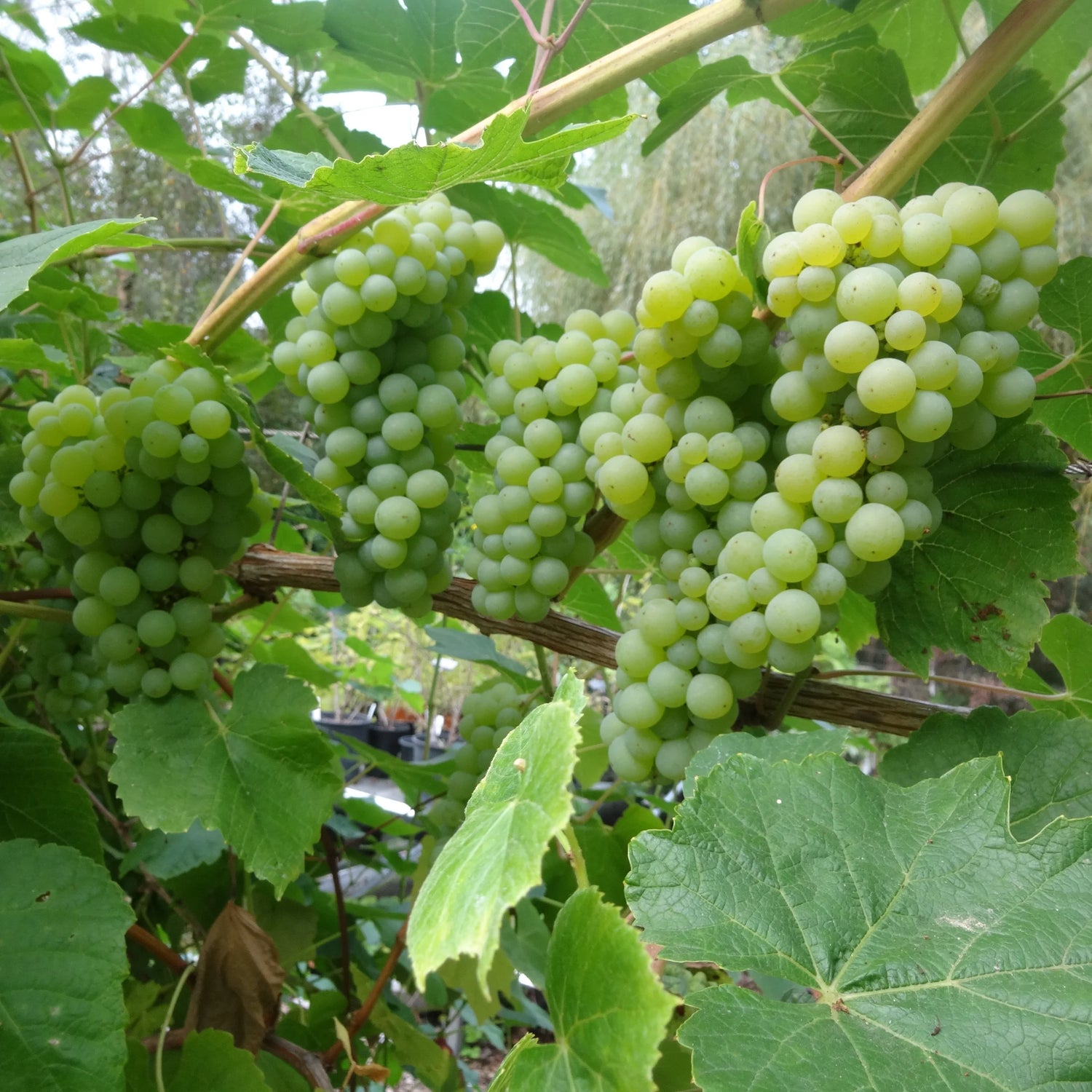 Vitis Labrusca Niagara Grape Seeds