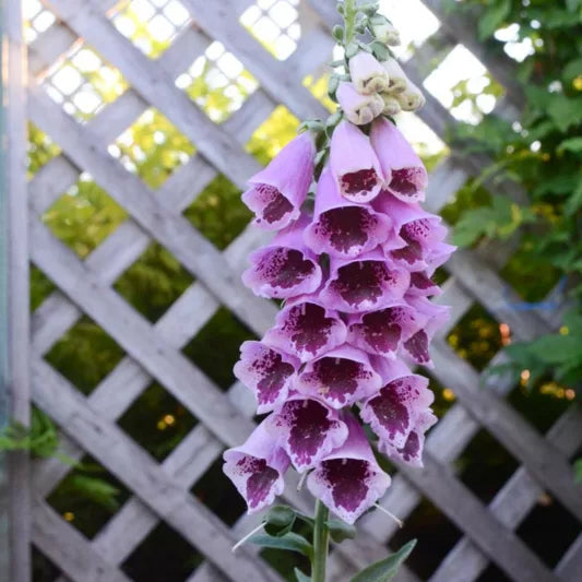 Digitalis Sugar Plum Organic