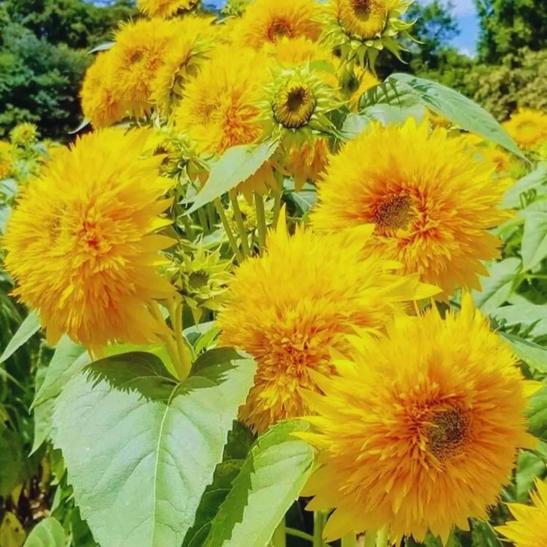 Yellow Teddy Sunflower Seeds for Planting – Compact, Fluffy Blooms for Gardens & Pots for planting in home garden