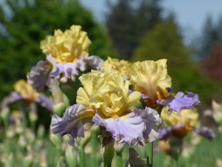 Swedish Lullaby Tall Bearded Iris