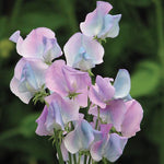 Sweet Pea 'Turquoise Lagoon' Flower Seeds for Planting – Fragrant Heirloom & Non-GMO Garden Seeds for Planting seeds for planting in home garden