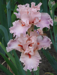 Sweet Kisses Tall Bearded Iris