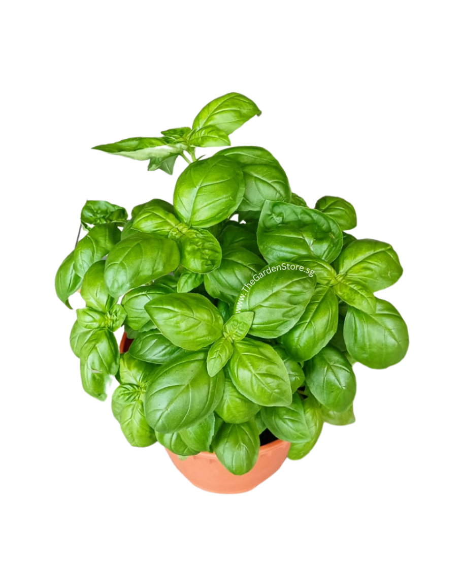 Genovese Basil Seeds