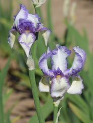 Swerti Tall Bearded Iris