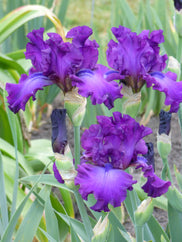 Swingtown Tall Bearded Iris