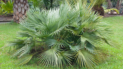 Sabal Small Plant Seeds for Planting
