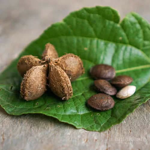 Sacha Inchi Plukenetia volubilis seeds for superfood garden
