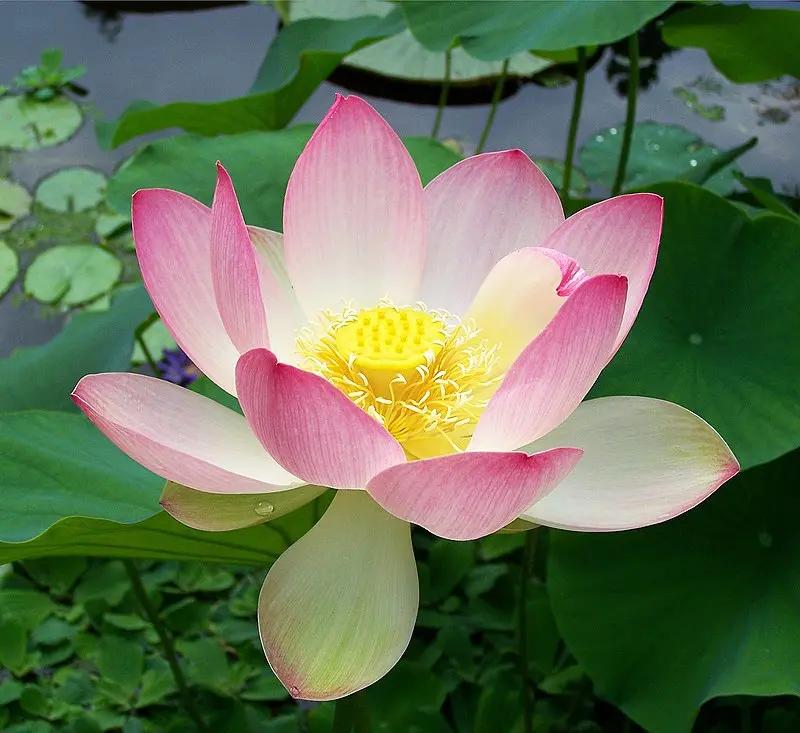 Pink Sacred Lotus Seeds (Nelumbo Nucifera) for Planting – Heirloom, Non-GMO for planting in home garden