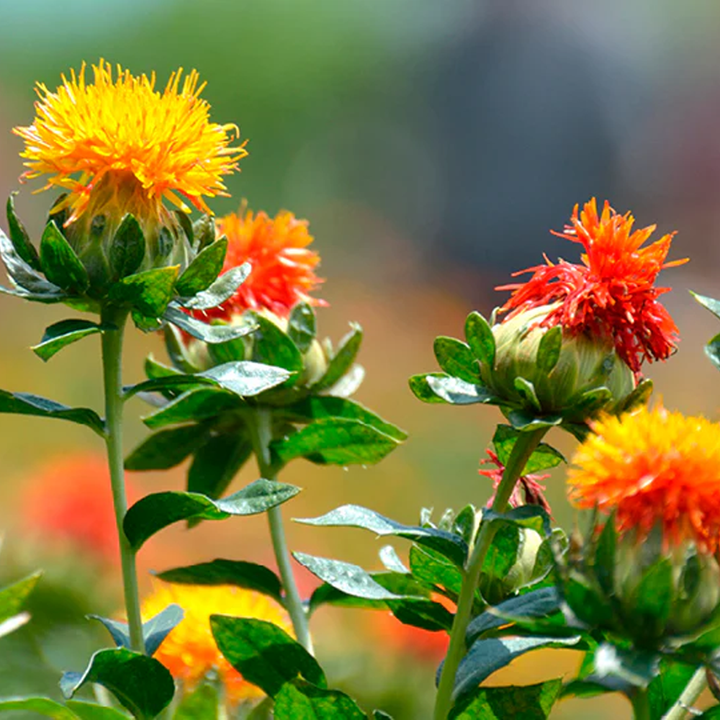 Mixed Carthamus Flower Seeds for Planting - 100
