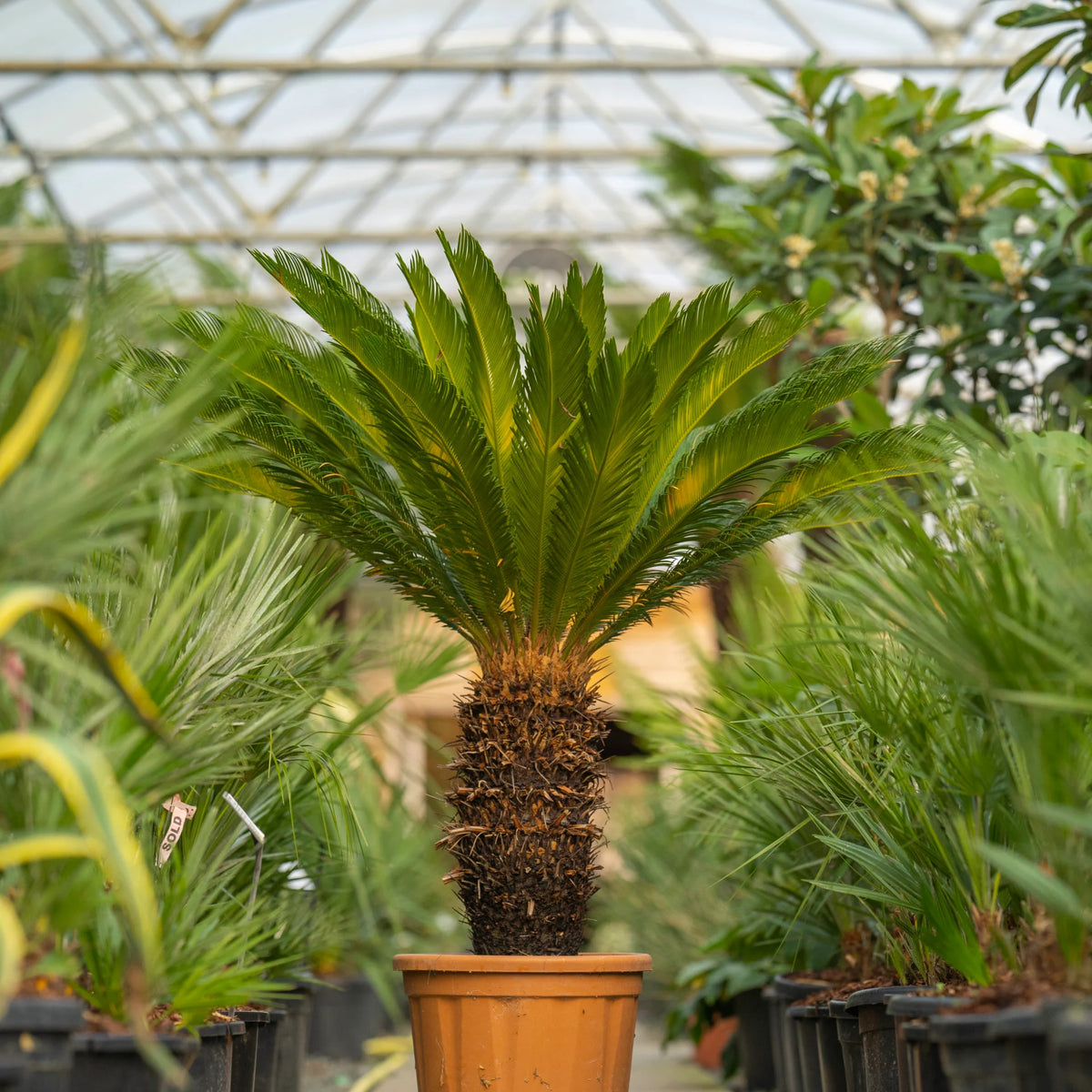 Sago Palm seeds, perennial plant with striking architectural foliage for patios