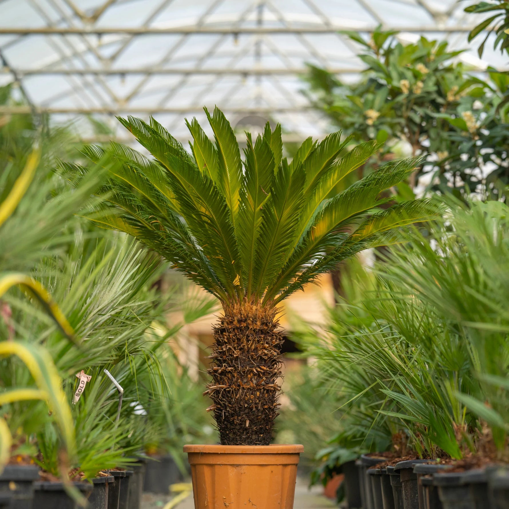 Sago Palm seeds, perennial plant with striking architectural foliage for patios