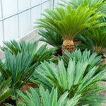 Sago Palm seeds, Cycas revoluta perennial green plant for planting