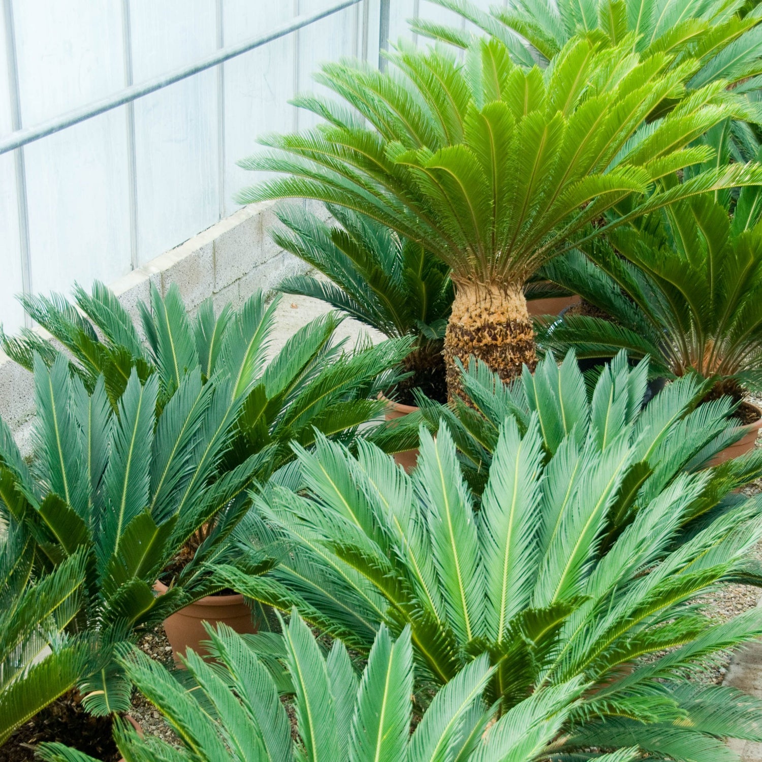 Sago Palm seeds, Cycas revoluta perennial green plant for planting