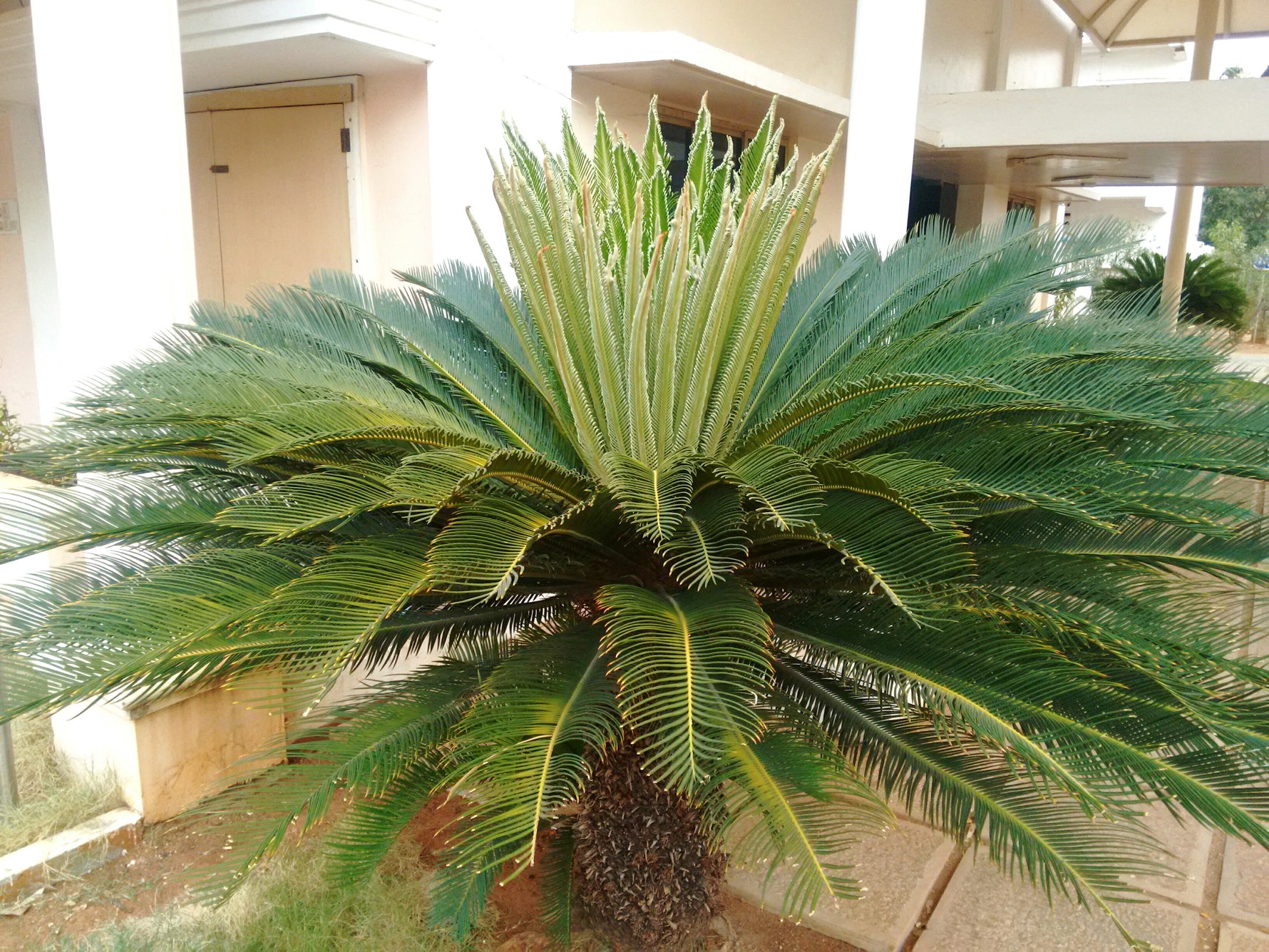Sago Palm seeds, living fossil plant specimen for bright indoor locations
