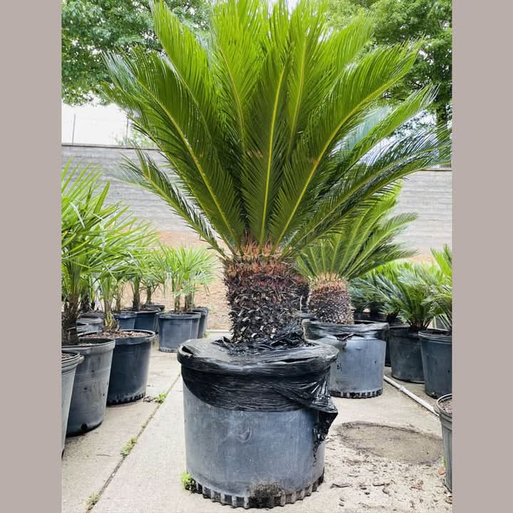 cycas plant seed Cycas Seeds – Heirloom, Non-GMO Ornamental Palm-Like Plant – Dharaseeds