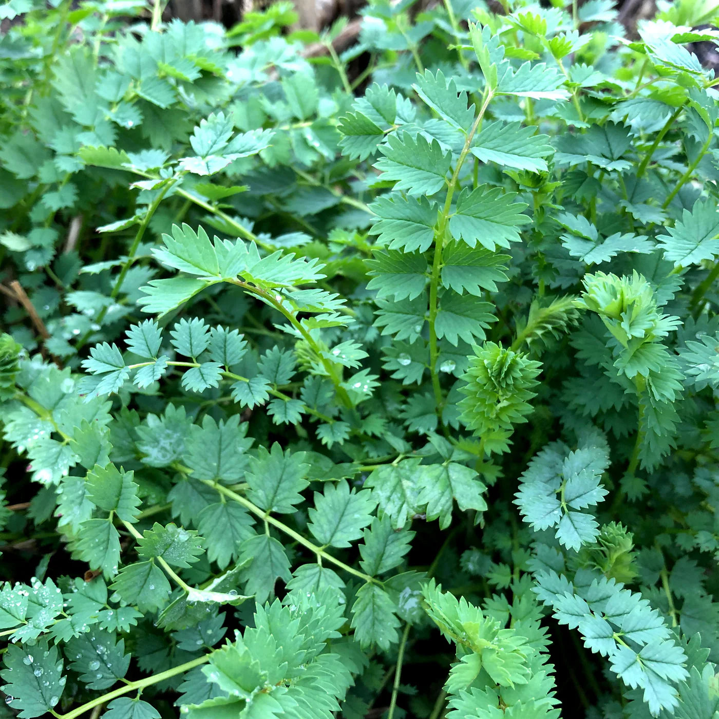 Salad Burnet - Herb Seed