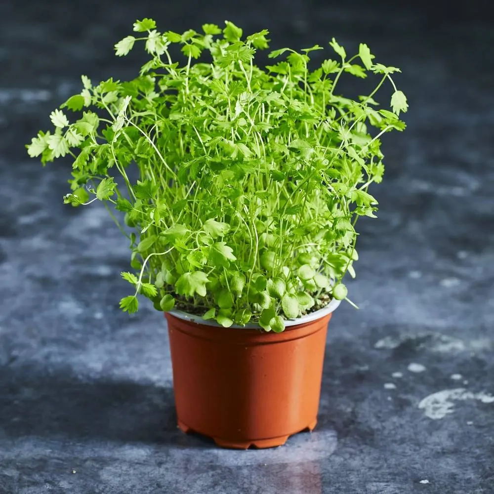 Green Burnet Plant Seeds for Planting heirloom & Non-GMO Seeds