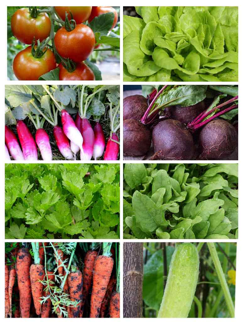 Mixed salad vegetables seeds for planting in kitchen garden or home garden containers