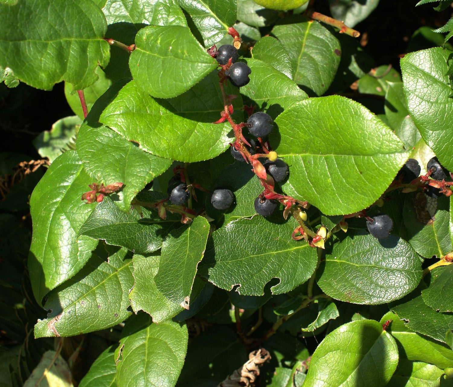 Salal Berry – Sweet and Tangy Superfruit from the Pacific Northwest