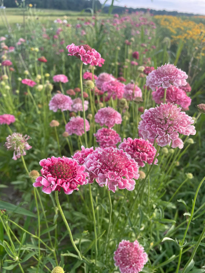 Pink Scabiosa Flower Seeds for Planting, Fresh, 100