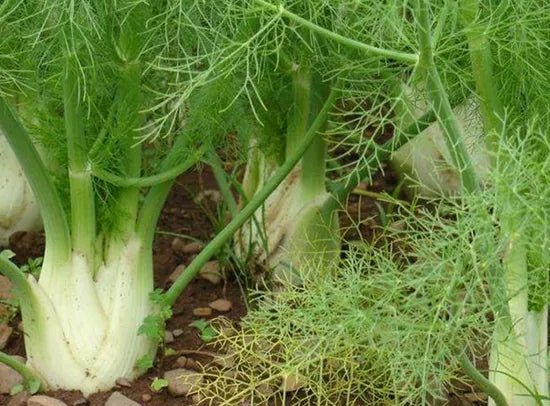 Salt Alkali Tolerant Drought Tolerance Bronze Fennel For Sowing – Heirloom, Non-GMO, High Germination Organic Garden Seeds