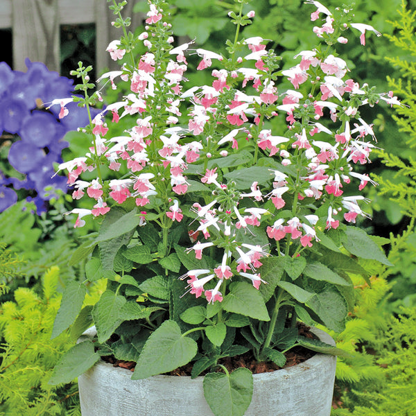 Coral Nymph Salvia Coccinea Flowering Seeds For Planting