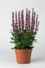 Salvia Superba Merleu Rose Imported heirloom non-gmo garden seeds