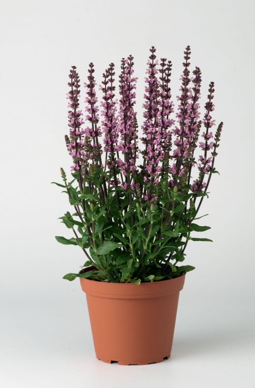 Salvia Superba Merleu Rose Imported heirloom non-gmo garden seeds