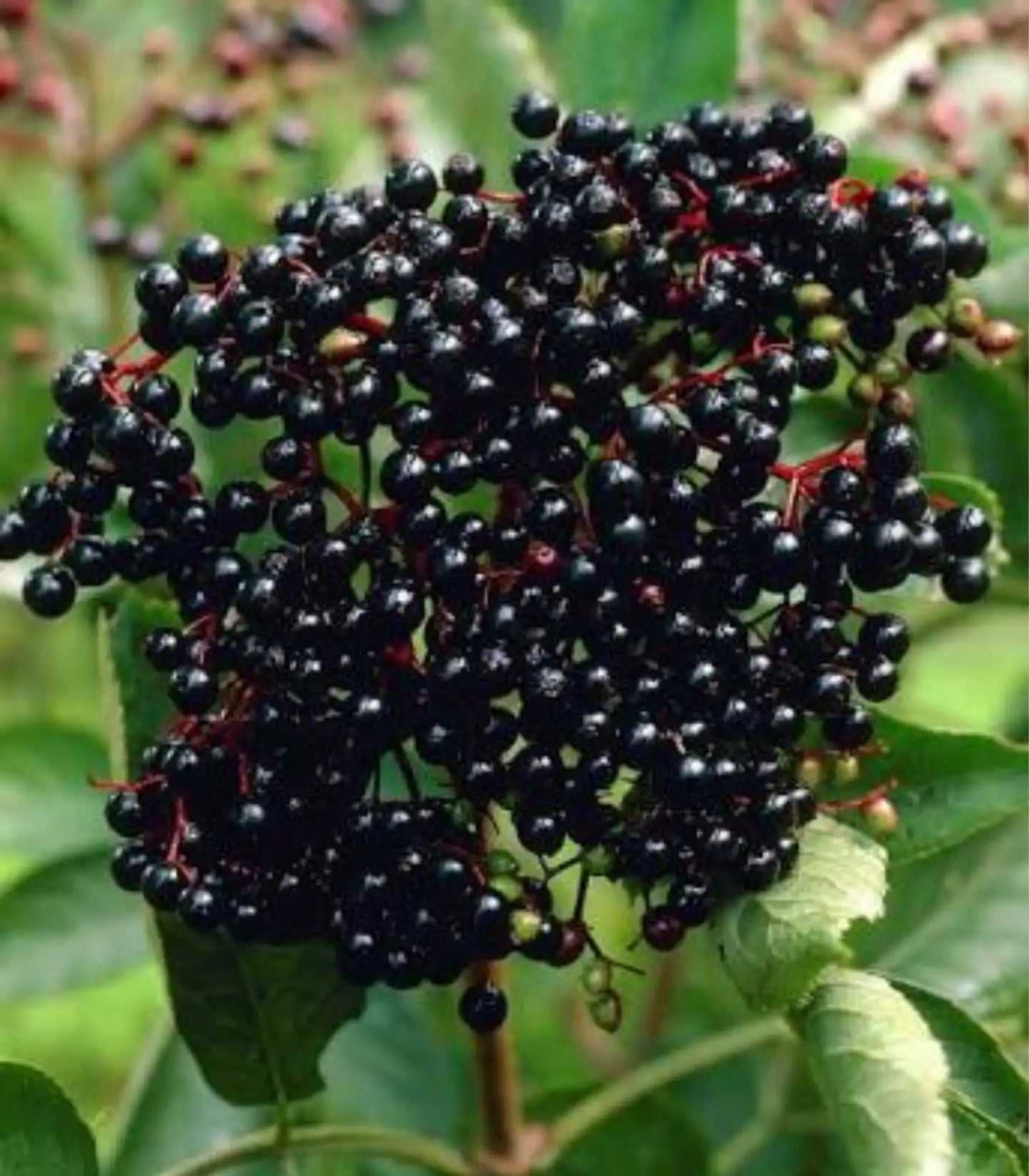 Elderberry Seeds