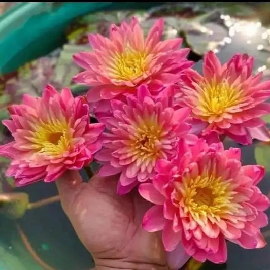 flowers high quality flower seeds for growing vibrant and colorful blooms in home gardens and landscapes organic flowers premium organic flower seeds for sustainable gardening and beautiful blossoms suitable for all climates