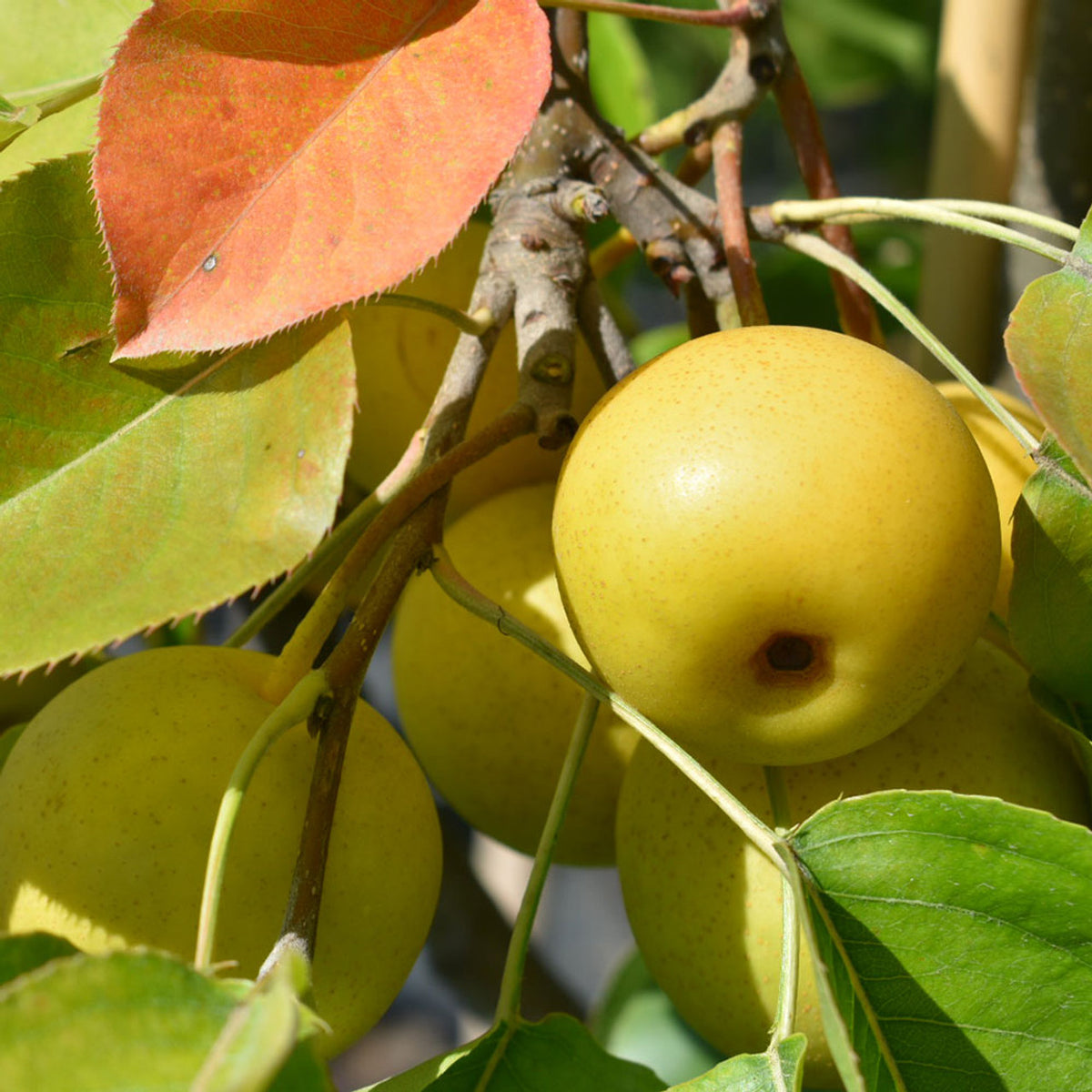 Round Sand Pear fruit (Asian Pear) growing on the Pyrus pyrifolia branch