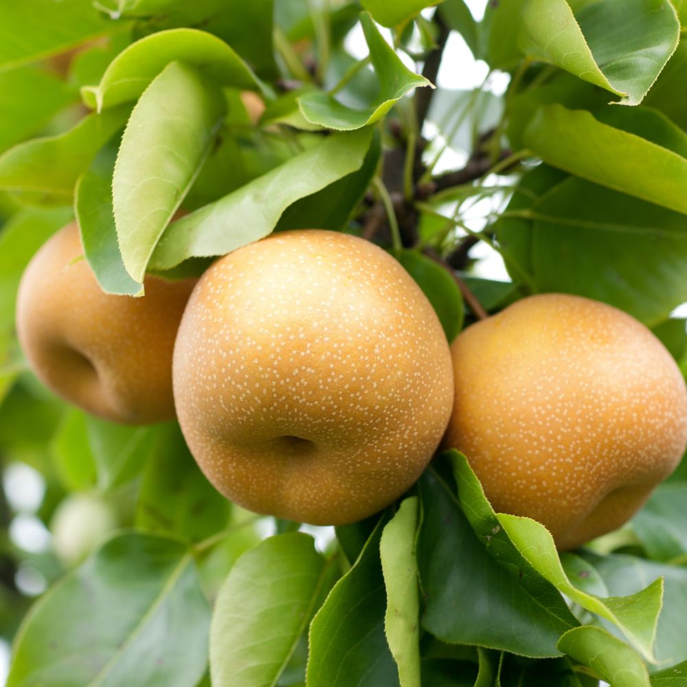 Sand Pear seeds packet Non-GMO for planting in home orchard