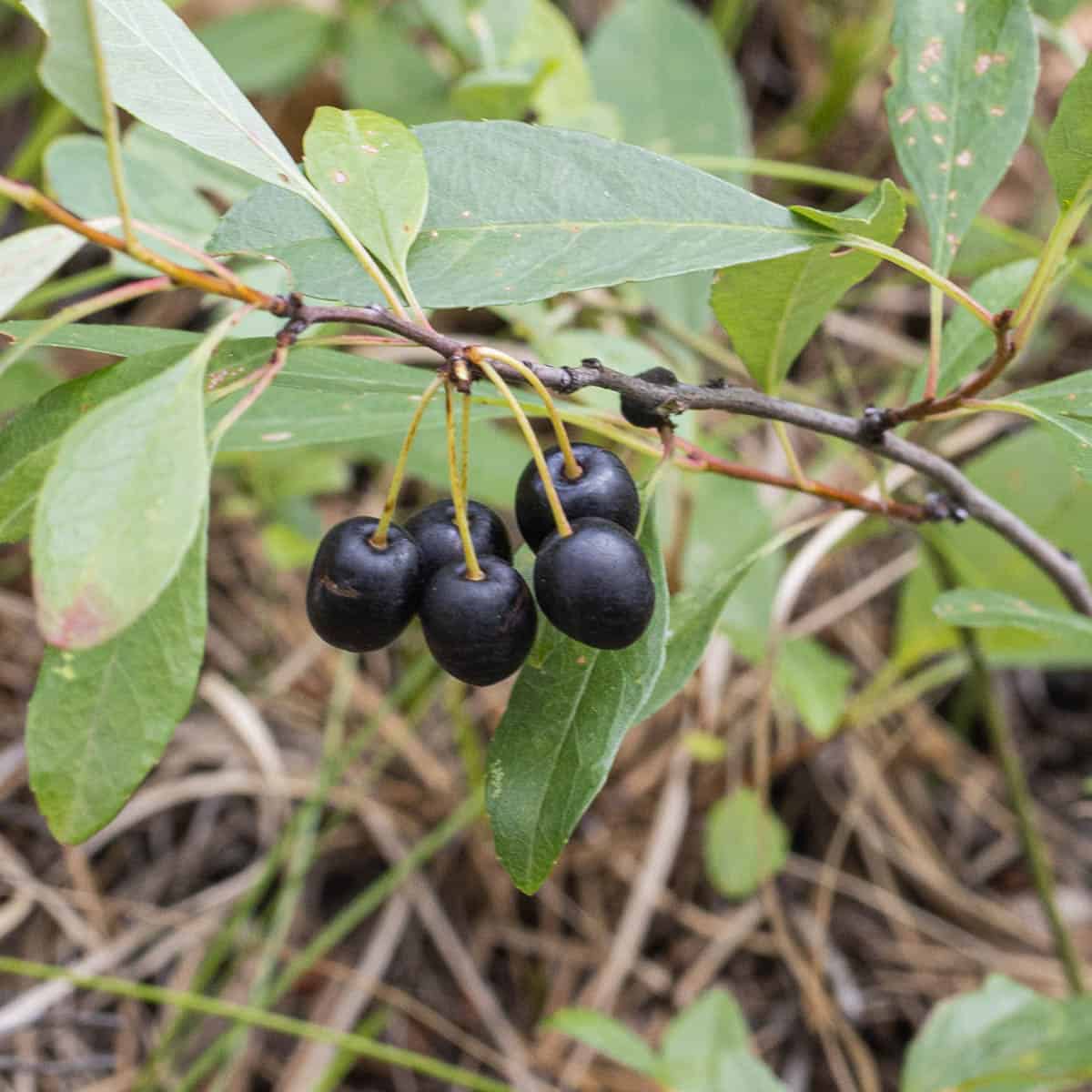 Sand Cherry – Sweet and Tart Wild Berry