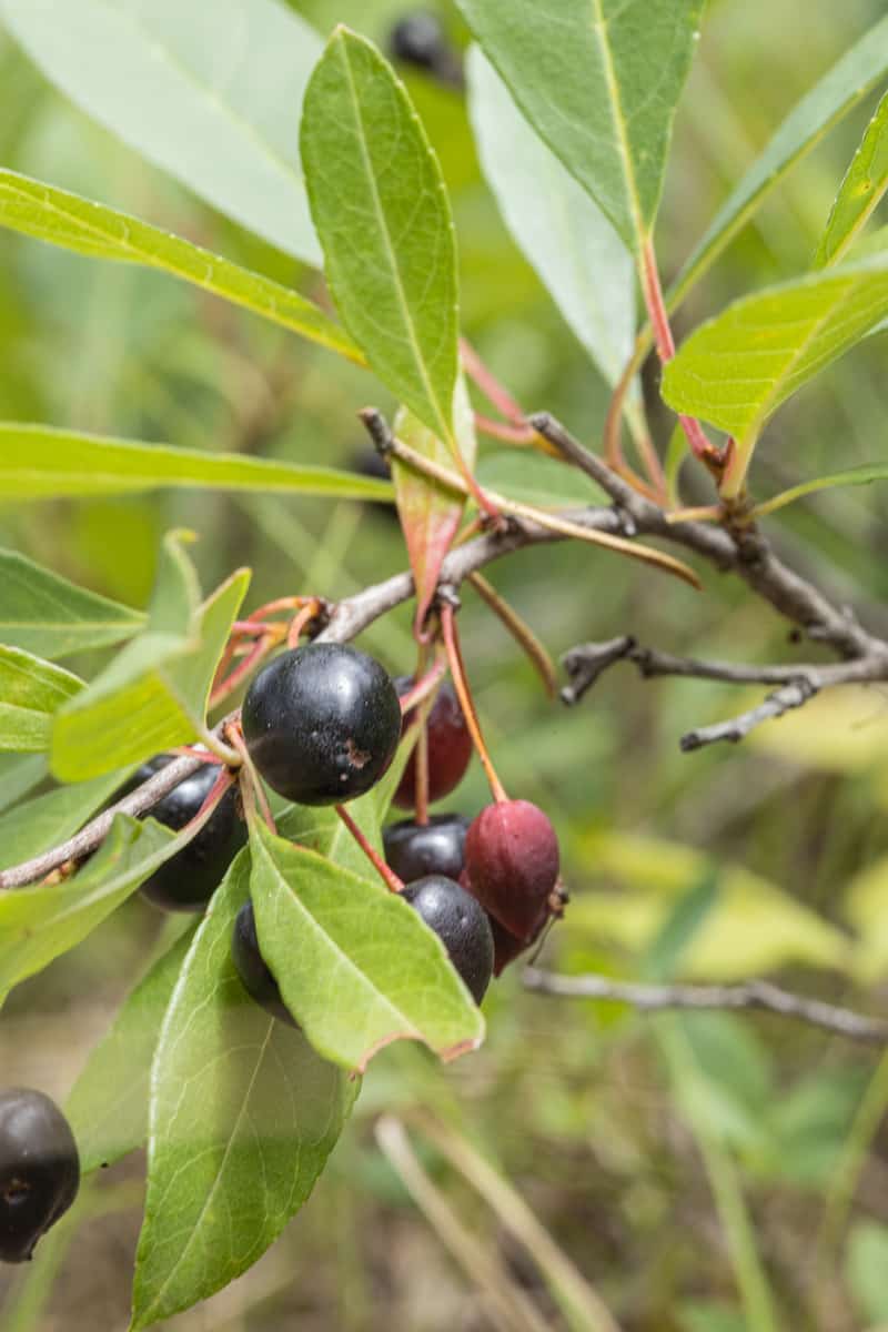 Sand Cherry – Sweet and Tart Wild Berry