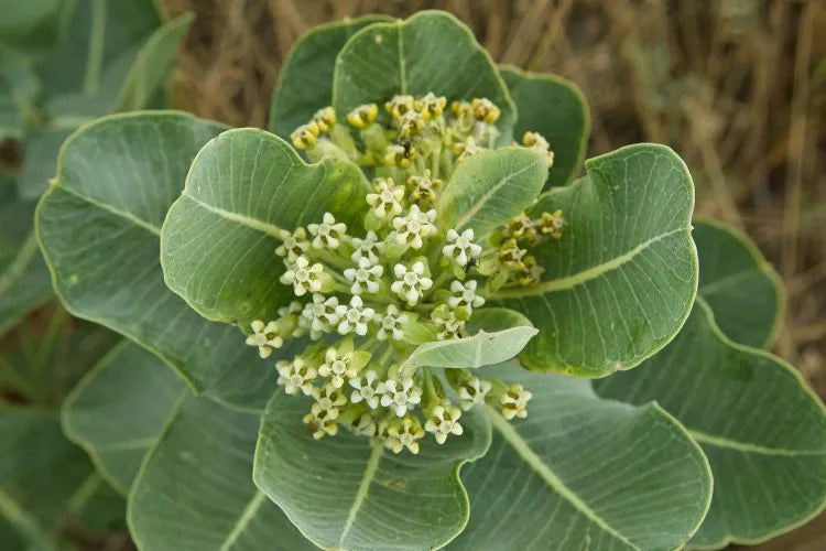 Asclepias Arenaria Plant Seeds for Planting – Drought-Tolerant Pollinator-Friendly Blooms