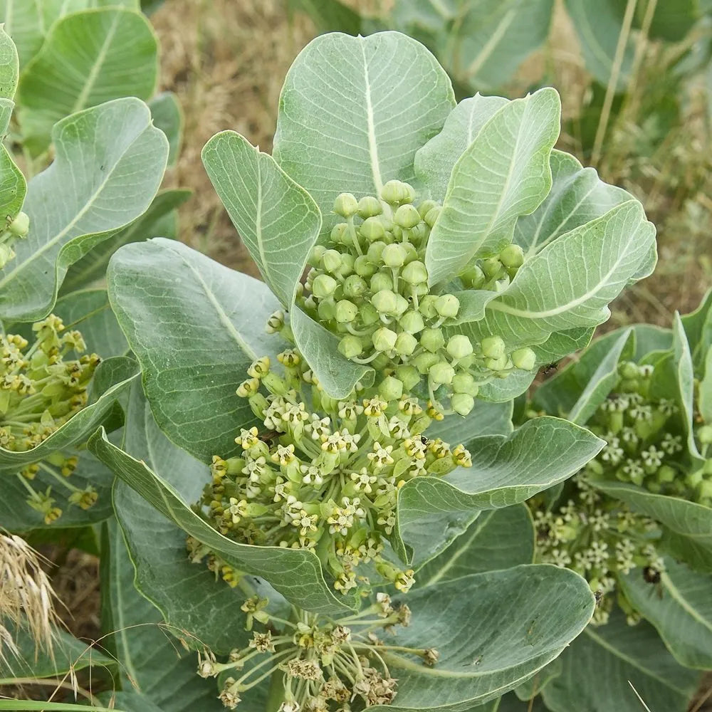 Asclepias Arenaria Plant Seeds for Planting – Drought-Tolerant Pollinator-Friendly Blooms