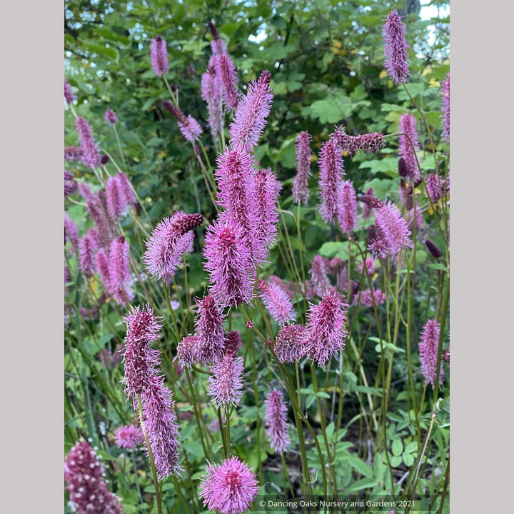 Pink Alaskan Burnet Plant Seeds for Planting - 100